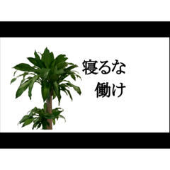 [LINEスタンプ] 喋るドラセナ・フラグランス