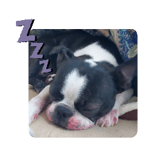 [LINEスタンプ] 犬と猫仲良し