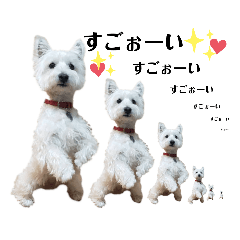 [LINEスタンプ] 白犬ウエスティのスタンプです③