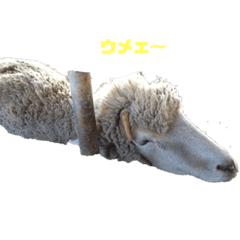 [LINEスタンプ] 生き物スタンプつくってみました！