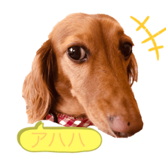 [LINEスタンプ] ダックス とパンダ