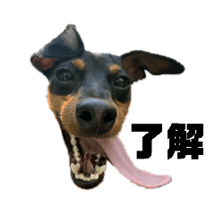 [LINEスタンプ] うちのバカ犬