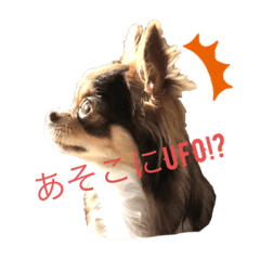 [LINEスタンプ] 可愛い！cocoa(犬)1スタンプ