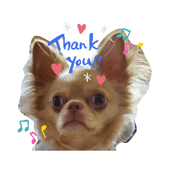 [LINEスタンプ] ☆琥珀の日常☆