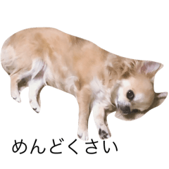 [LINEスタンプ] チワワのミリココ