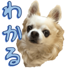 [LINEスタンプ] チワワ’sLife