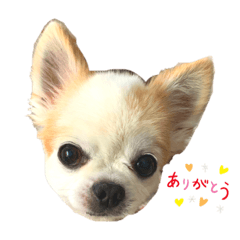 [LINEスタンプ] くうたの日常