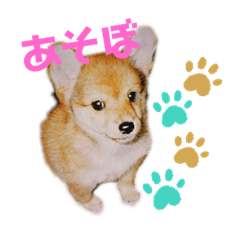 [LINEスタンプ] コチビ