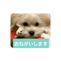 [LINEスタンプ] うちのやよちゃん♂