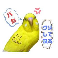 [LINEスタンプ] インコのMAXくん3