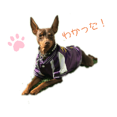 [LINEスタンプ] ミニピンのヤマちゃん スカジャン編