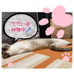 [LINEスタンプ] みかんとテンの楽しい毎日2❤️