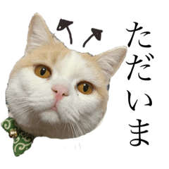 [LINEスタンプ] のなめ家のにゃんず②