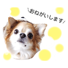 [LINEスタンプ] 保護犬ゆめ  ～幸せチワワ①～