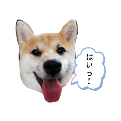 [LINEスタンプ] 柴犬のつきみちゃん