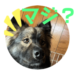 [LINEスタンプ] 愛犬リキスタンプ