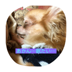[LINEスタンプ] dogの表情