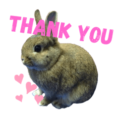 [LINEスタンプ] うさぎのキャンちゃん