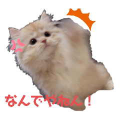 [LINEスタンプ] うちのねこ うにとろスタンプ