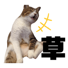 [LINEスタンプ] 世界一可愛い猫ちゃんズ