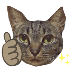 [LINEスタンプ] まりいのスタンプ