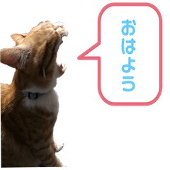 [LINEスタンプ] 我が家の茶々丸の日常−1