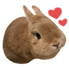 [LINEスタンプ] ネザーランドドワーフのブランちゃん