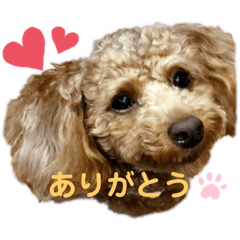 [LINEスタンプ] トイプーうめちゃんvol.3