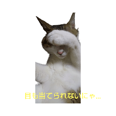 [LINEスタンプ] にゃぴとぎんちゃんのスタンプ