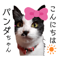 [LINEスタンプ] うちのパンダちゃん♀『猫の日常』