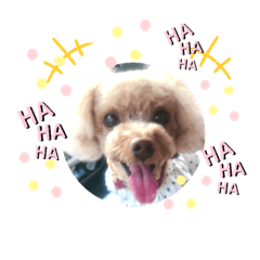 [LINEスタンプ] トイプーららの日常会話