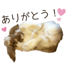 [LINEスタンプ] うさぎのふわり