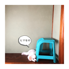 [LINEスタンプ] うちのどうぶつ