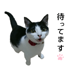 [LINEスタンプ] パルム1