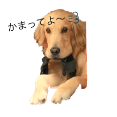 [LINEスタンプ] ゴールデンレトリバー Minami