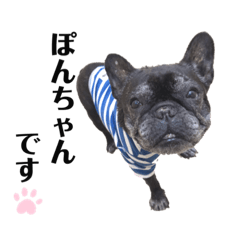 [LINEスタンプ] 看板犬ぽんず