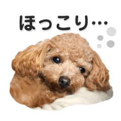 [LINEスタンプ] トイプードル むく助⑤