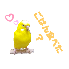 [LINEスタンプ] インコのMAXくん4