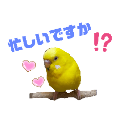 [LINEスタンプ] インコのMAXくん5
