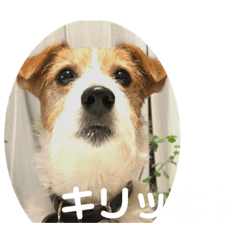 [LINEスタンプ] ミキヲです。