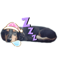 [LINEスタンプ] ミニチュアダックスフンドのるー。その②