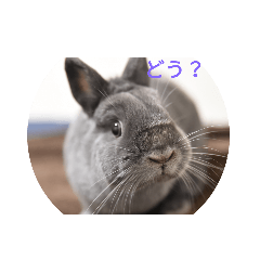 [LINEスタンプ] うさぎスタンプ01