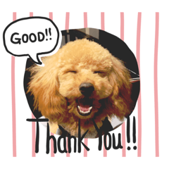 [LINEスタンプ] 看板犬クッキー