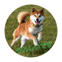[LINEスタンプ] 柴犬  岡山の小太郎です