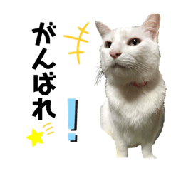 [LINEスタンプ] ジジたまにマシュマロ3