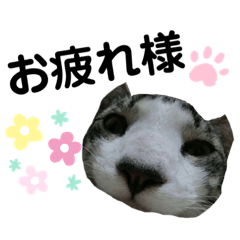 [LINEスタンプ] あんこのこ、ギン・にゃーちゃんver.