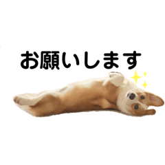 [LINEスタンプ] ポパイTHEコーギー