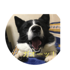 [LINEスタンプ] ペットに言ってほしい