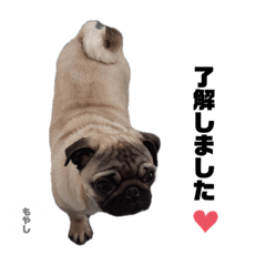 [LINEスタンプ] パグのもやし