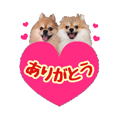 [LINEスタンプ] ポメラニアン★もも＆さくら